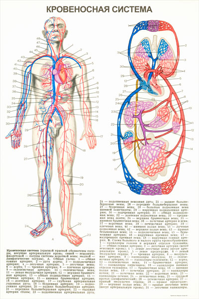 1973. Советский плакат: Кровеносная система