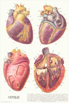 1974. Советский плакат: Сердце