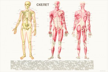 1977. Советский плакат: Скелет