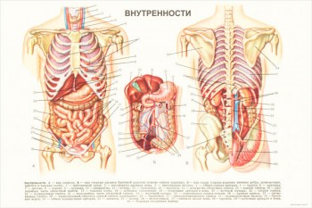 1978. Советский плакат: Внутренности