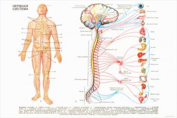 1979. Советский плакат: Нервная система