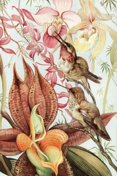 041. Живопись: Catasetum and Cypripedium. Художник Edward Julius Detmold (1883 – 1957)