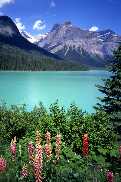001. Пейзаж: Цветы около горного озера