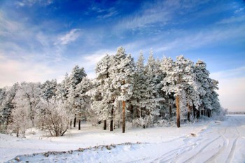082. Пейзаж: Хвойный лес зимой