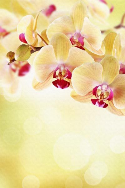 006. Поздравление: Желто-красные орхидеи