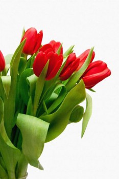 015. Поздравление: Красные тюльпаны