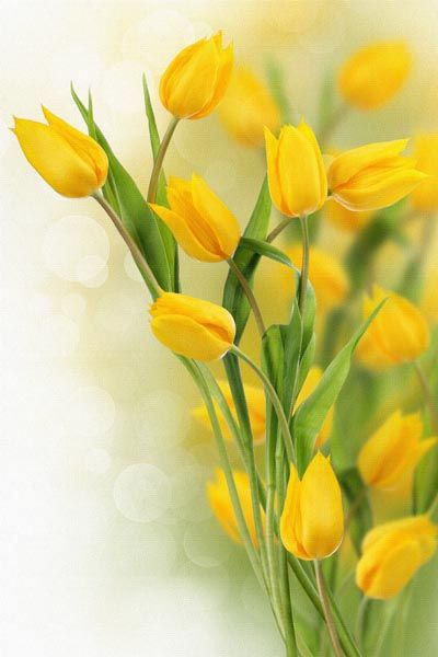 016. Поздравление: Желтые тюльпаны