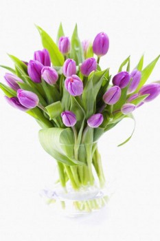 020. Поздравление: Фиолетовые тюльпаны