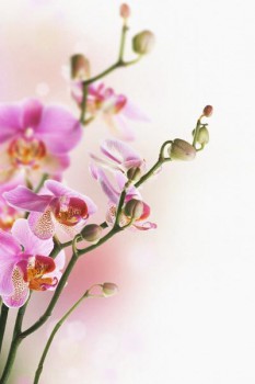 032. Поздравление: Веточка розовых орхидей