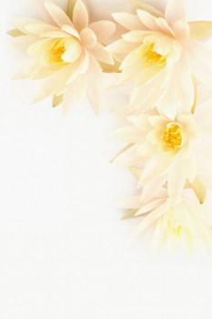 033. Поздравление: Бело-желтые цветы
