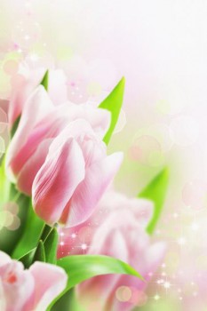 035. Поздравление: Нежно-розовые тюльпаны