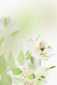 050. Поздравление: Нежно-белые цветы