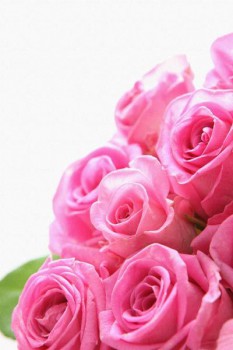 054. Поздравление: Букет розовых роз