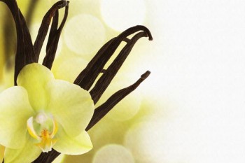 067. Поздравление: Одинокая желтая орхидея