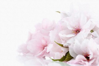 096. Поздравление: Розовато-белые цветы