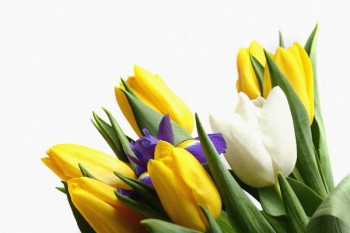103. Поздравление: Желтые, синие, белые тюльпаны