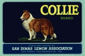 172. Иностранный плакат: Collie brand