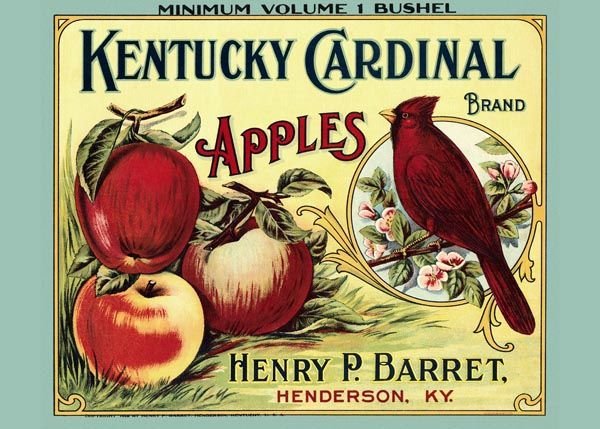 176. Иностранный плакат: Kentucky Cardinal brand Apples