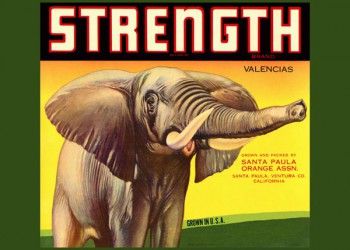 189. Иностранный плакат: Strength brand
