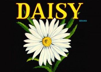 192. Иностранный плакат: Daisy brand