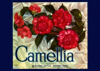 198. Иностранный плакат: Camellia brand