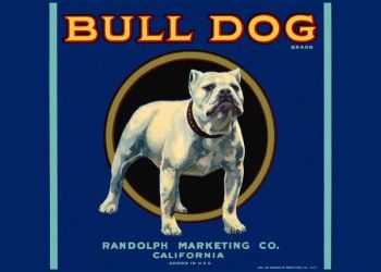 214. Иностранный плакат: Bull Dog brand