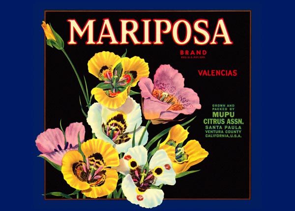 220. Иностранный плакат: Mariposa brand