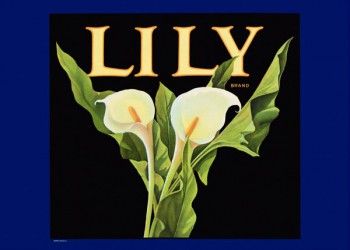 224. Иностранный плакат: Lily brand