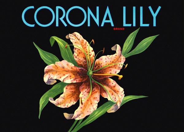 228. Иностранный плакат: Corona Lily brand