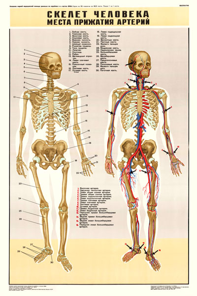 0333. Военный ретро плакат: Скелет человека. Места прижатия артерий.