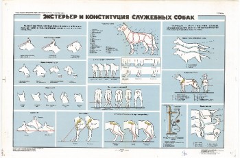 0870. Военный ретро плакат: Экстерьер и конституция служебных собак