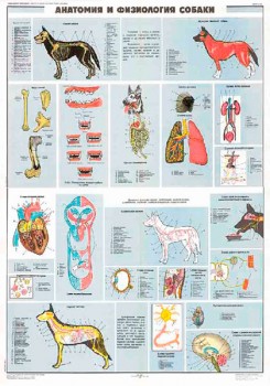 0876. Военный ретро плакат: Анатомия и физиология собаки