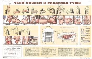 1552. Советский плакат: Убой свиней и разделка туши