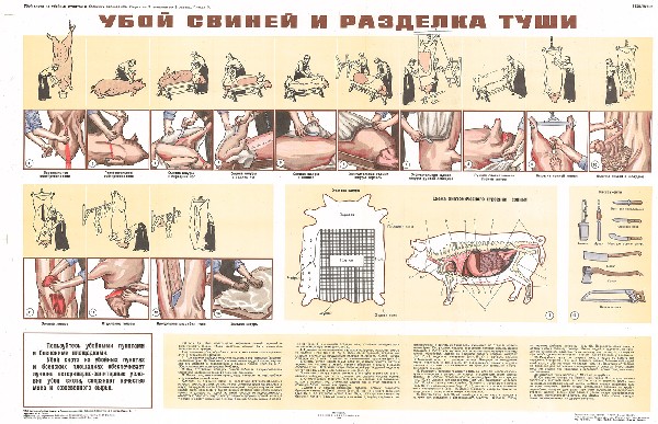 1552. Советский плакат: Убой свиней и разделка туши